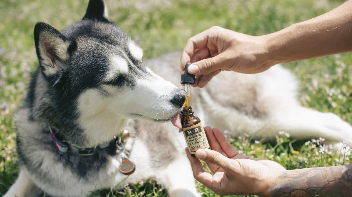 Hund CBD-Öl
