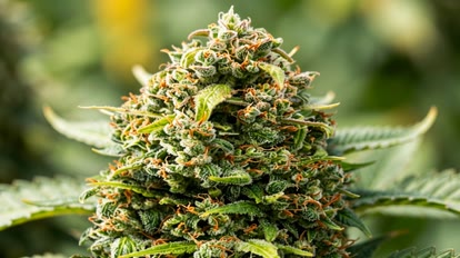 Diesel Cannabis Sorten