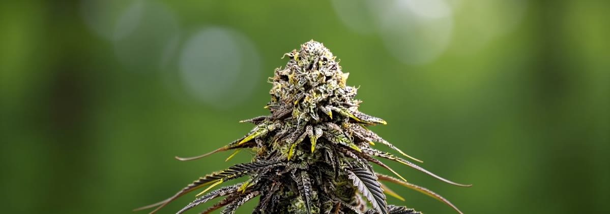 Dynamite Diesel Bild