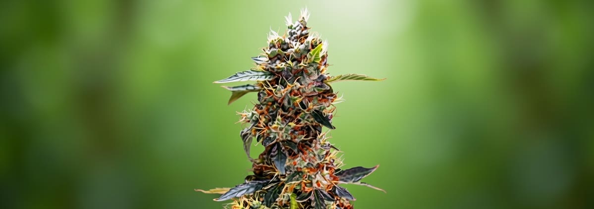 Granddaddy Purple Auto Bild