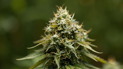 Haze Berry Automatic Blüte