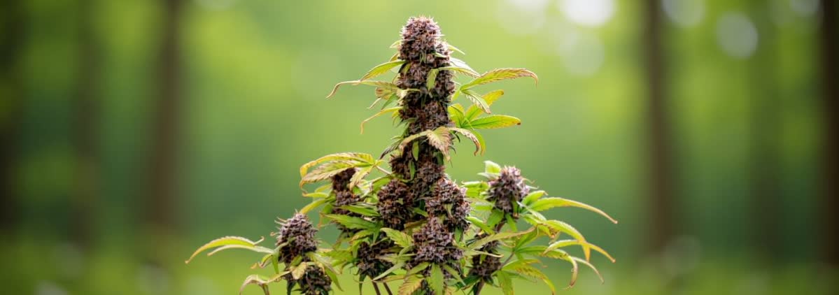 Lemon Cherry Cookies Automatic Bild