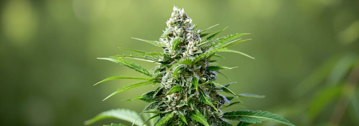 Royal AK Automatic Bild